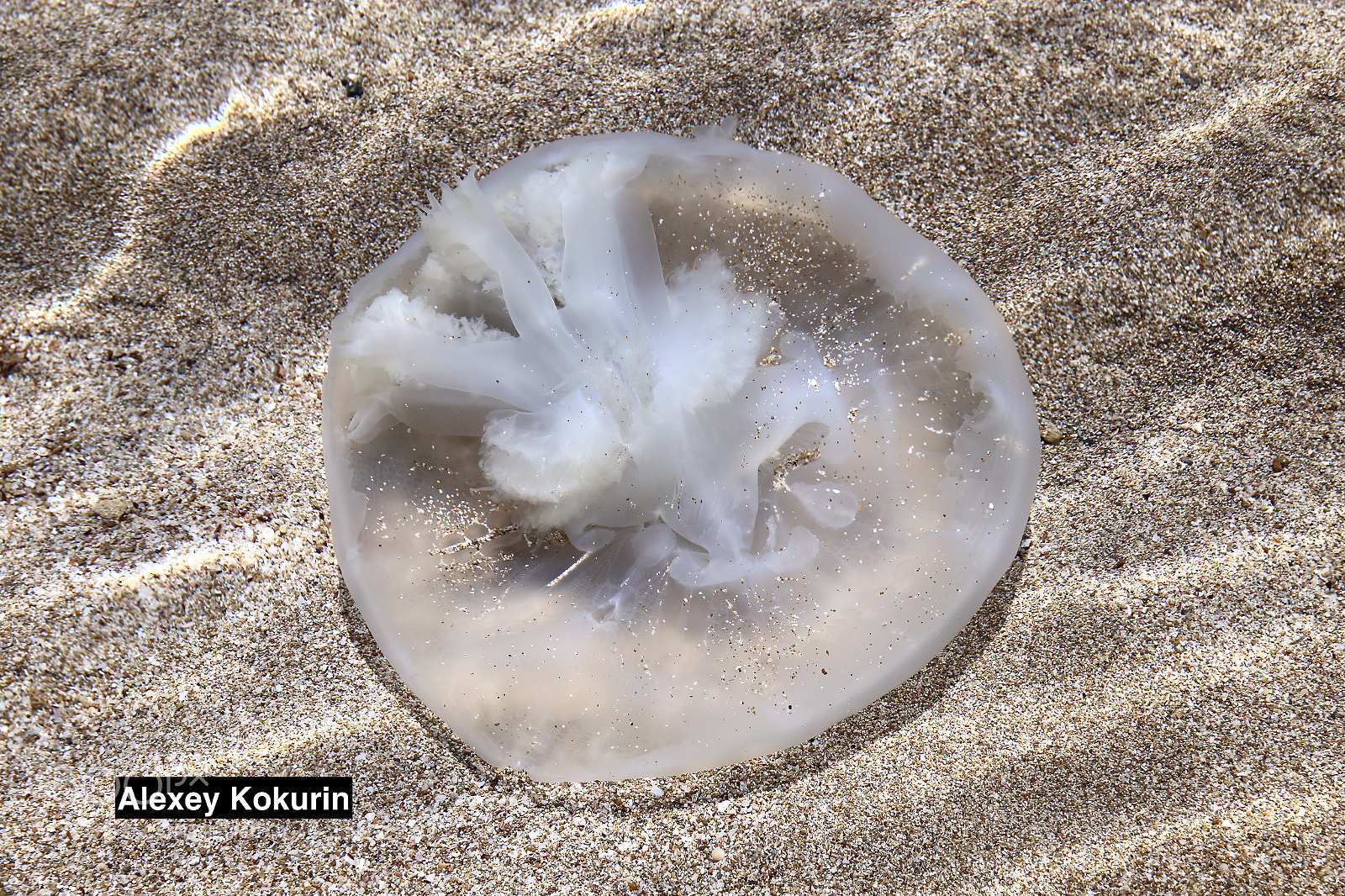 Canon EOS 6D sample photo. Jellyfish off the coast photography