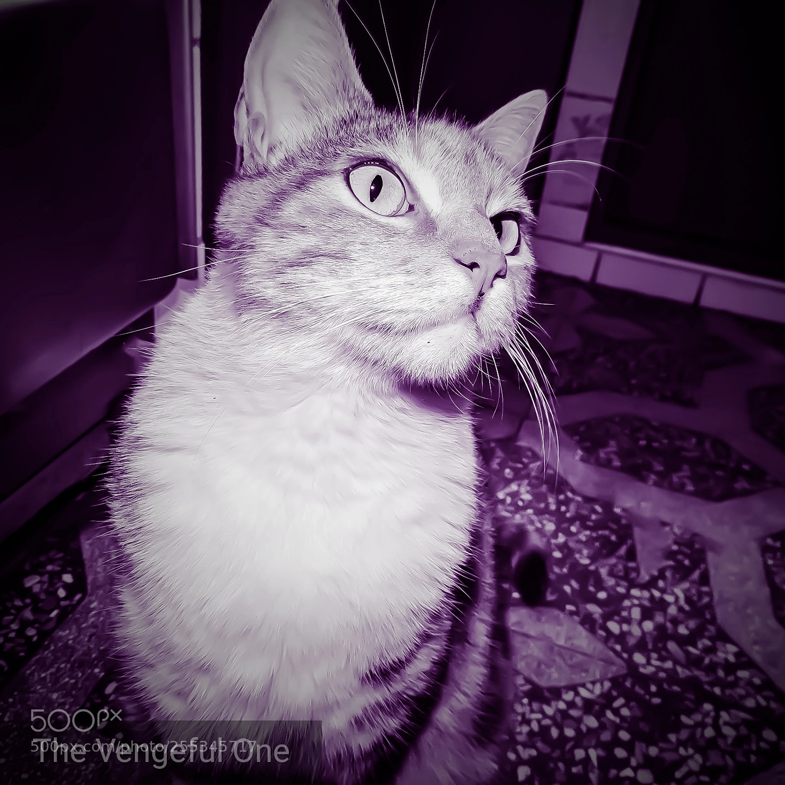 Nikon Coolpix P530 sample photo. Look me... photography