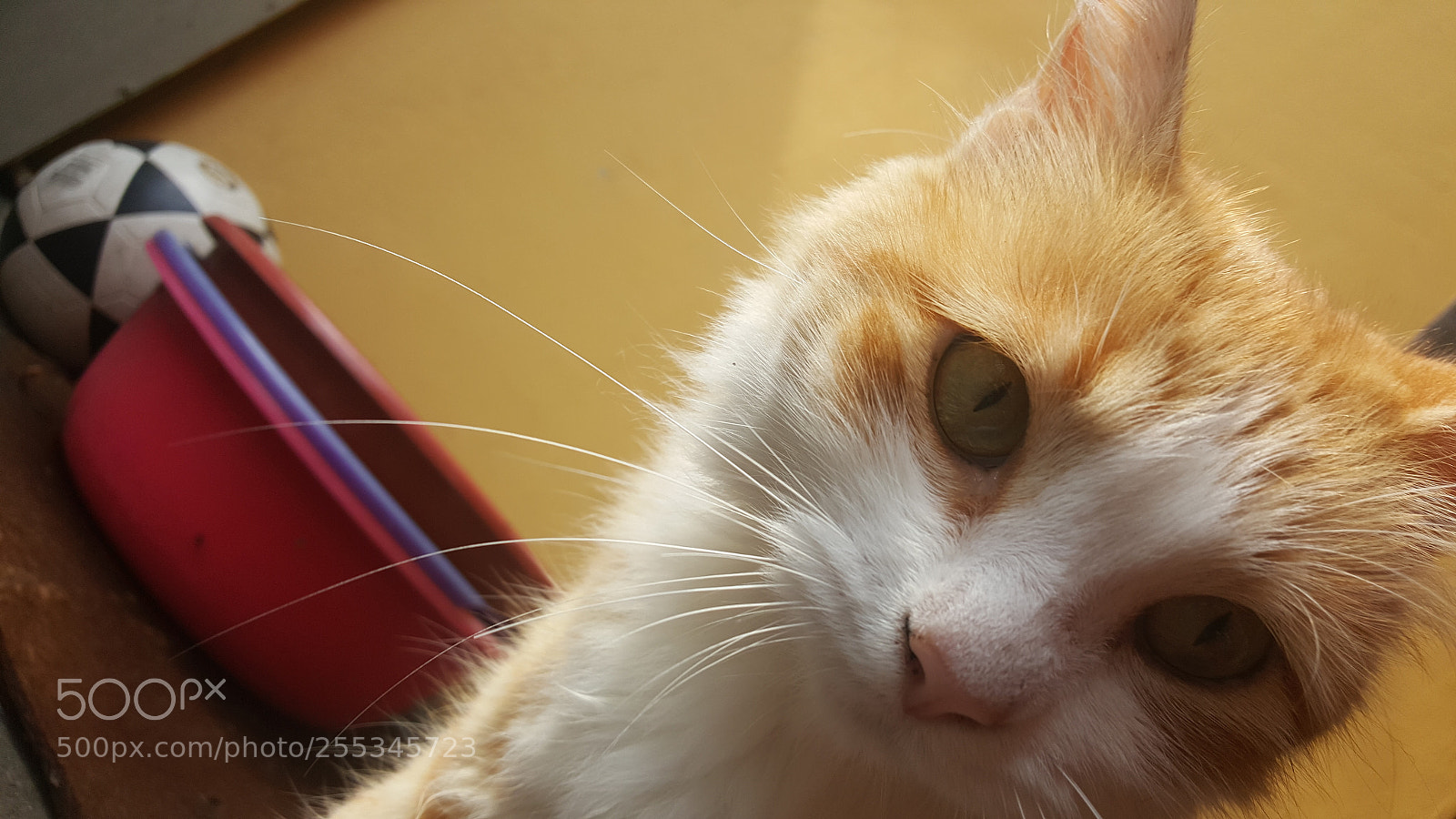 Samsung Galaxy Note5 sample photo. Gatos photography