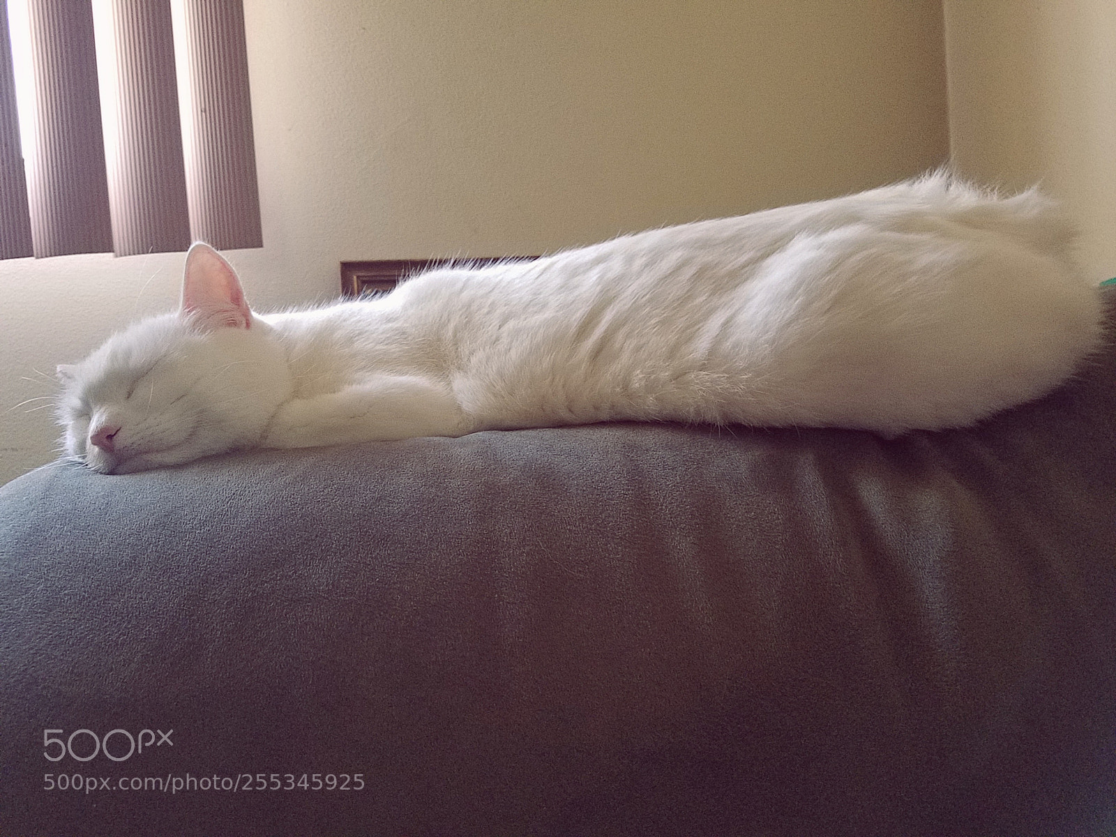 Samsung Galaxy S7 sample photo. Cat photography