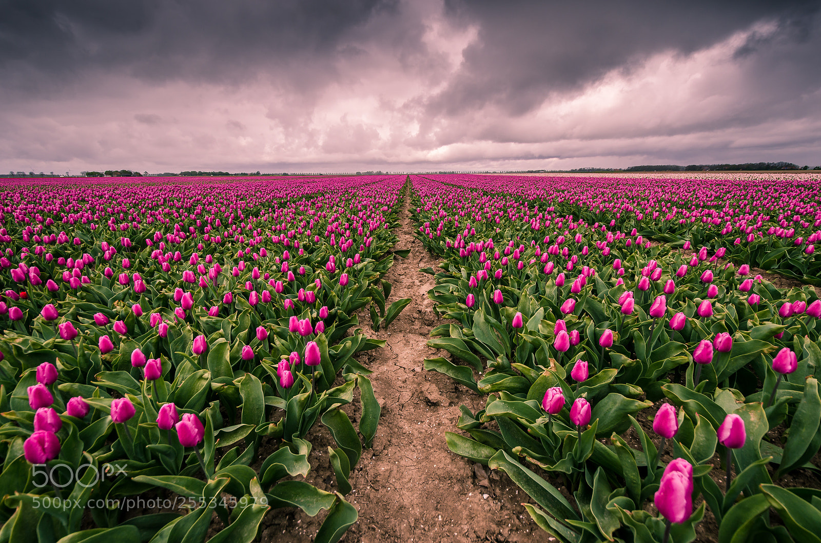 Nikon D7000 sample photo. Tulips waiting for water photography