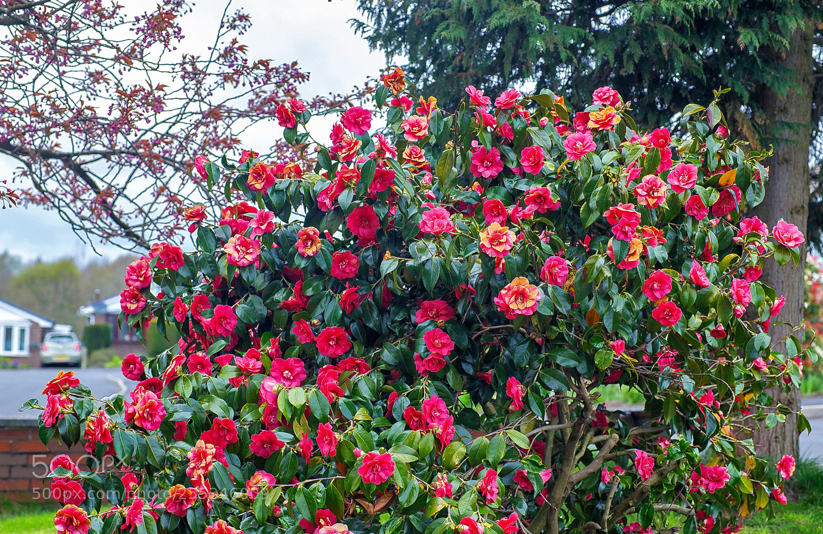 Canon EOS 6D sample photo. Local growth photography