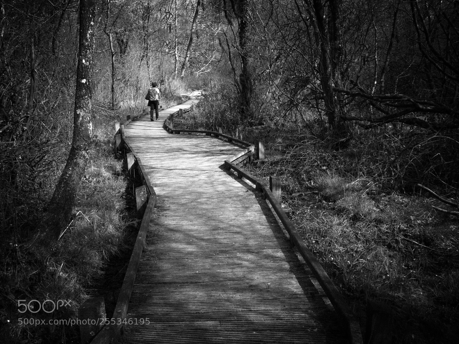 Panasonic Lumix DC-G9 sample photo. Le chemin du lac photography