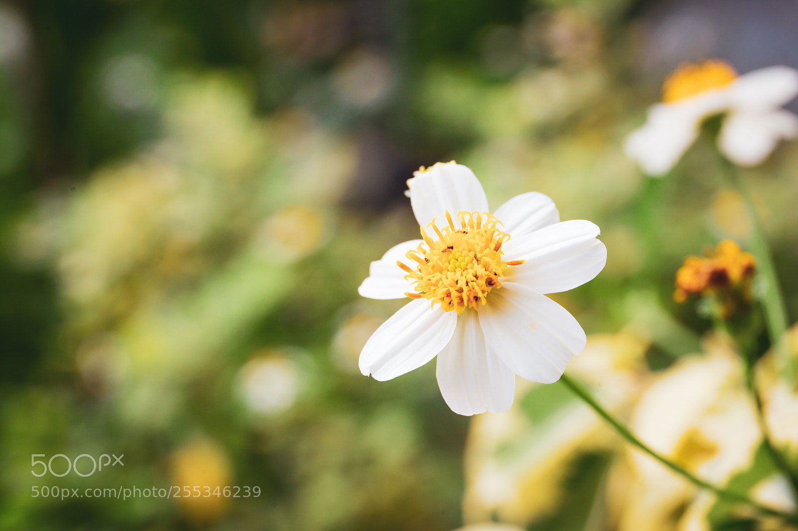 Canon EOS-1D Mark IV sample photo. A day photography