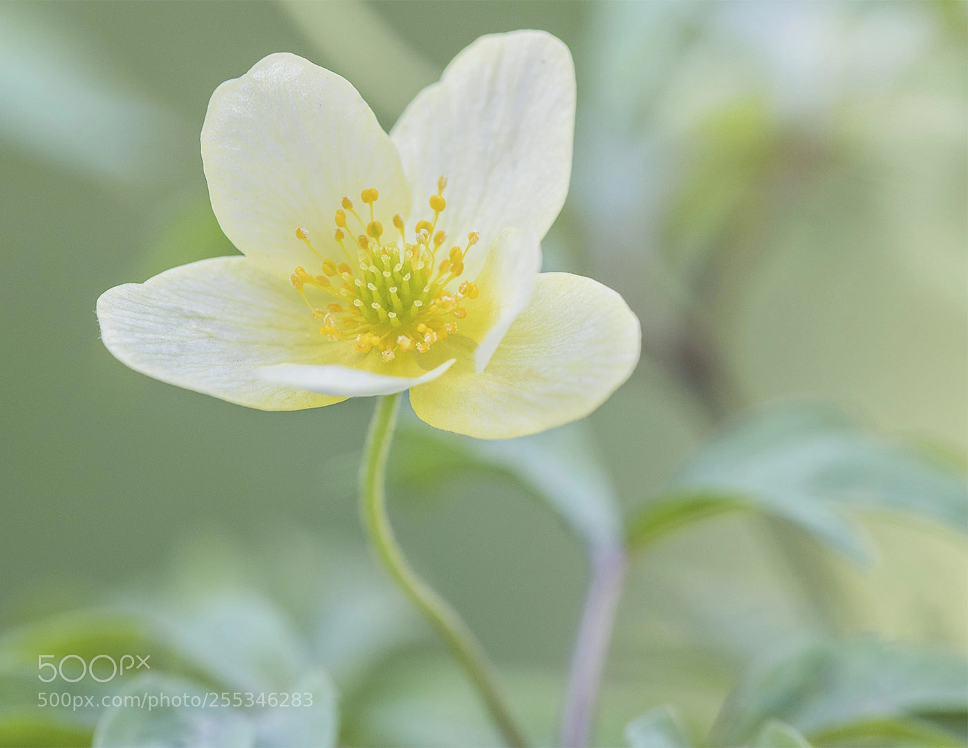 Canon EOS 7D Mark II sample photo. Anemone lipsiensis photography