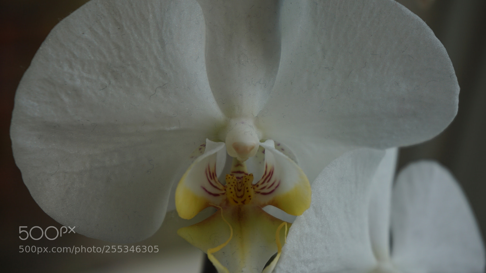 Sony a5100 sample photo. In my kitchen... photography
