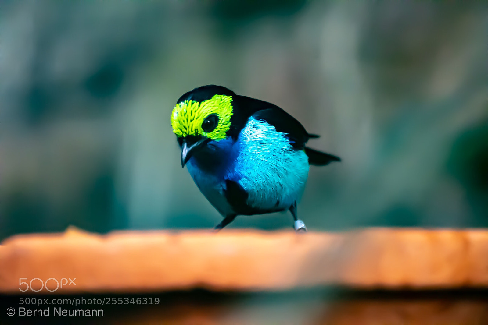 Nikon D7500 sample photo. Farbenreicher vogel photography
