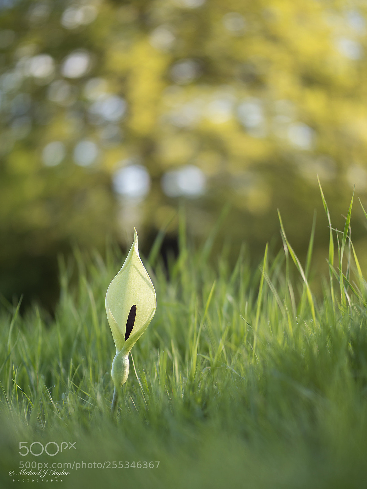 Panasonic Lumix DC-G9 sample photo. Cuckoopint... photography