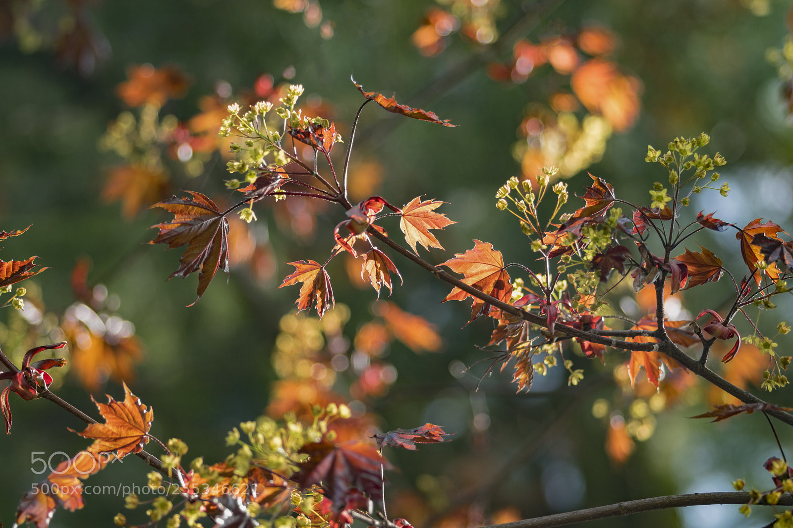 Sony ILCA-77M2 sample photo. Orange and green. photography