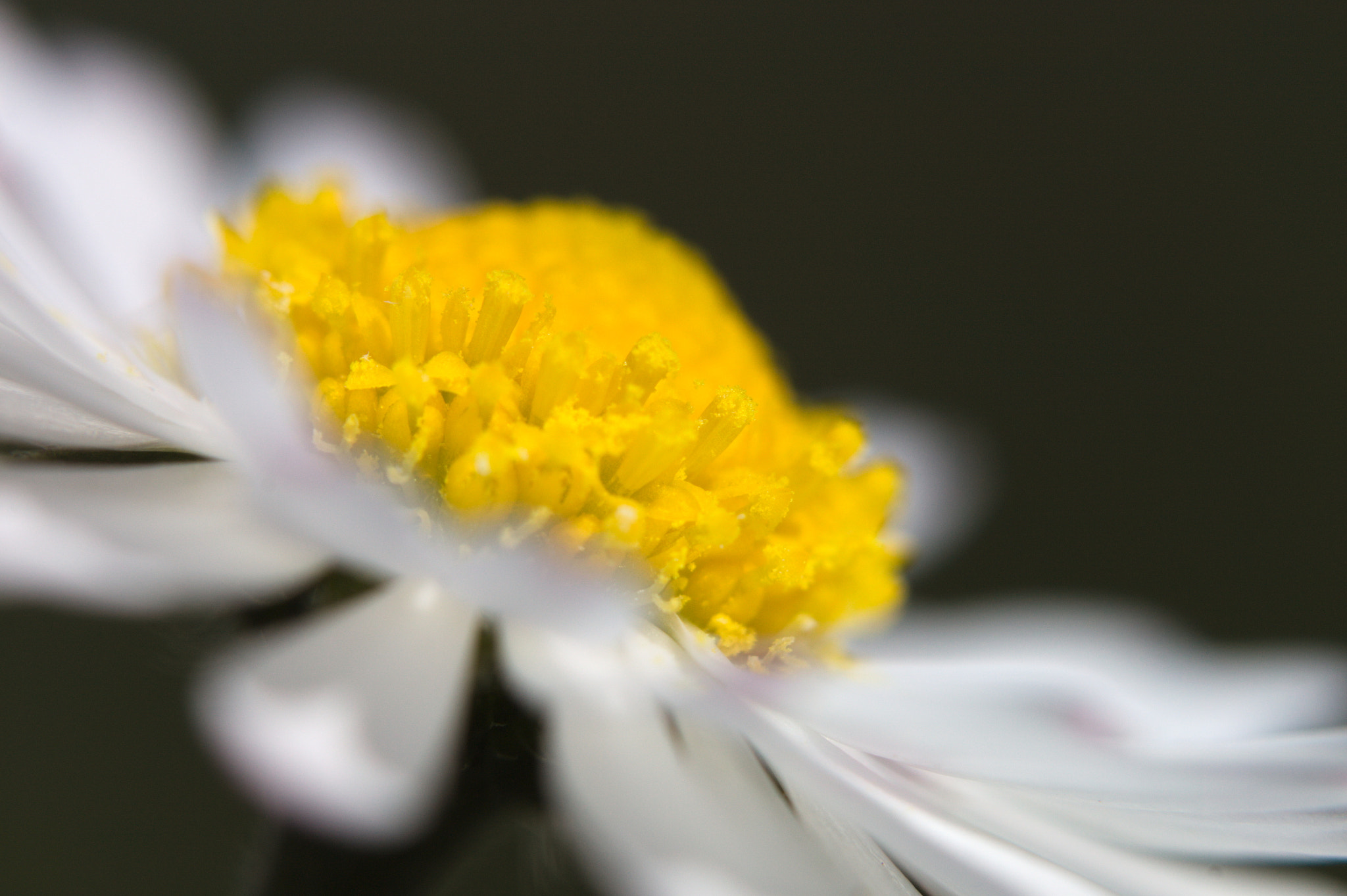 Canon EF-S 60mm F2.8 Macro USM sample photo. Coeur de pâquerette photography