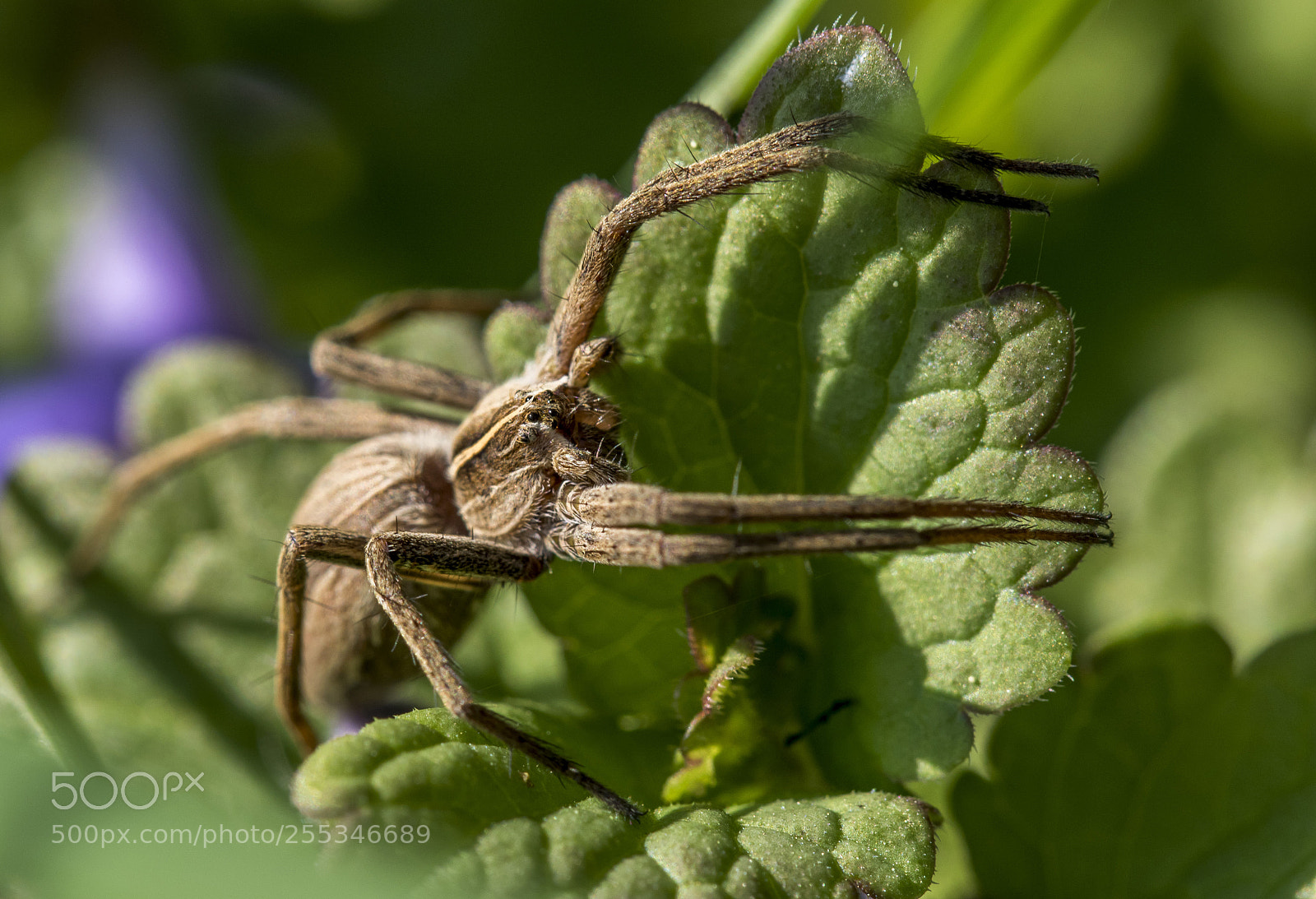 Canon EOS 7D Mark II sample photo. I see you ... photography