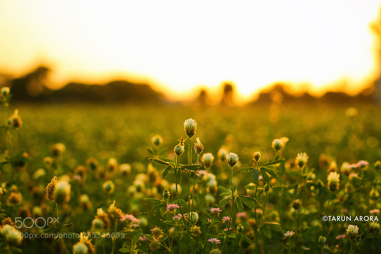 Canon EOS 5D Mark IV sample photo. Evening photography