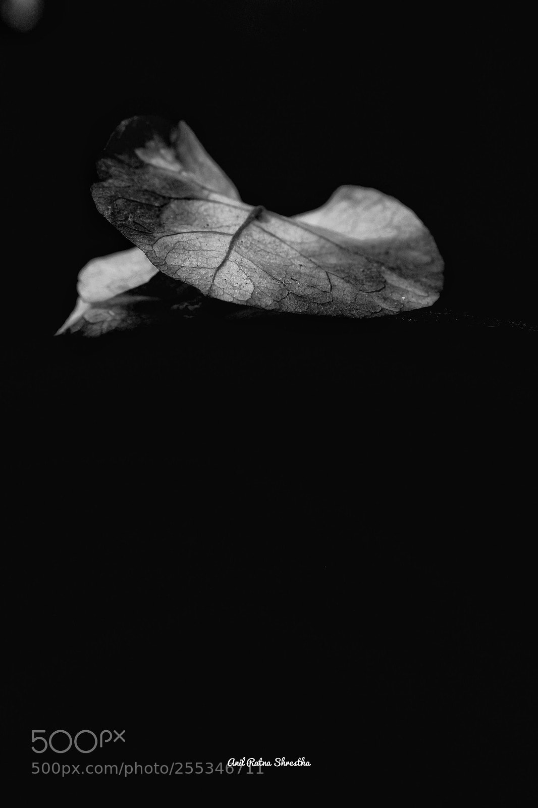 Canon EOS 1300D (EOS Rebel T6 / EOS Kiss X80) sample photo. Leaf photography