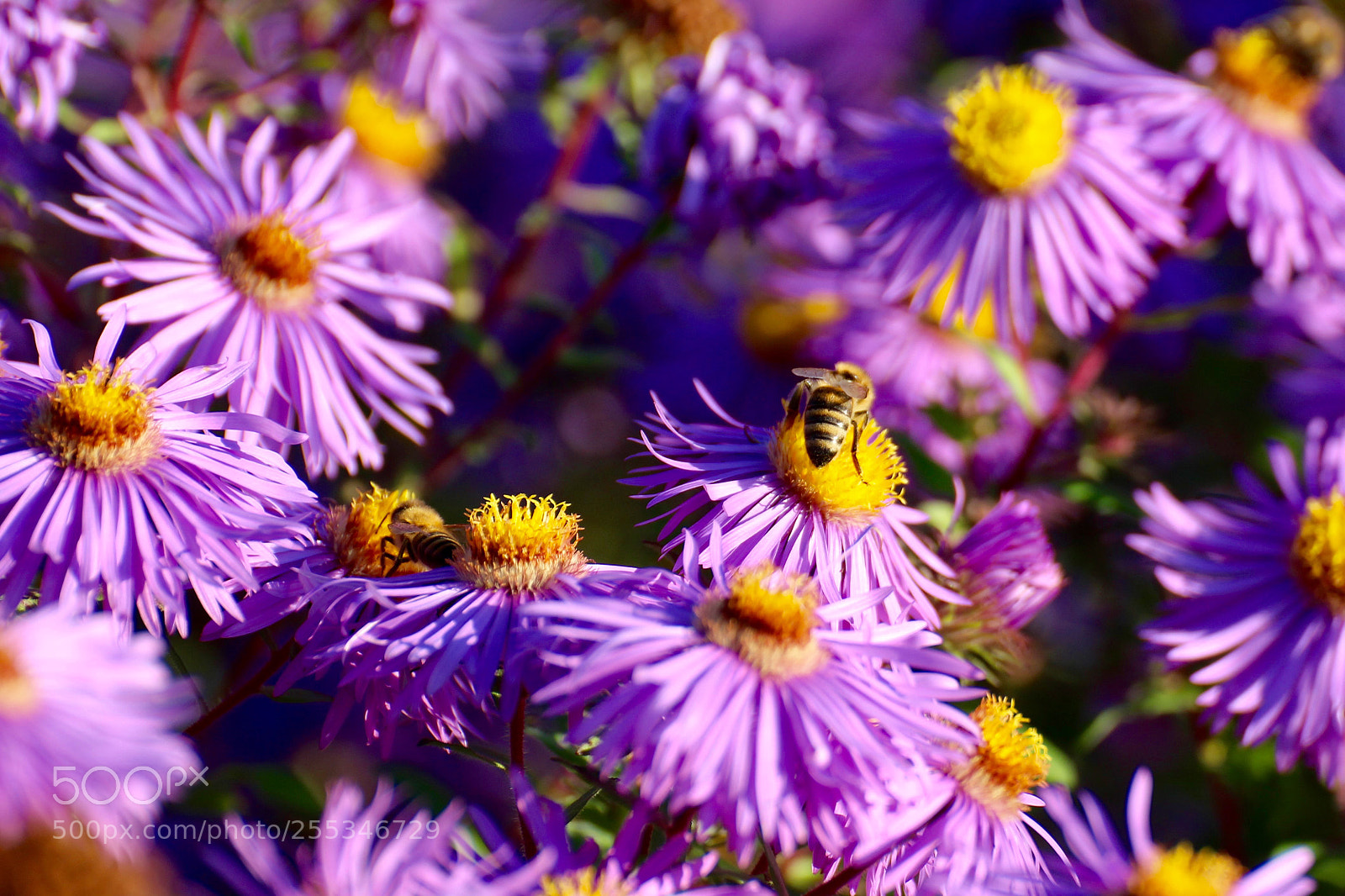 Canon EOS 700D (EOS Rebel T5i / EOS Kiss X7i) sample photo. Beez wonderland ii photography