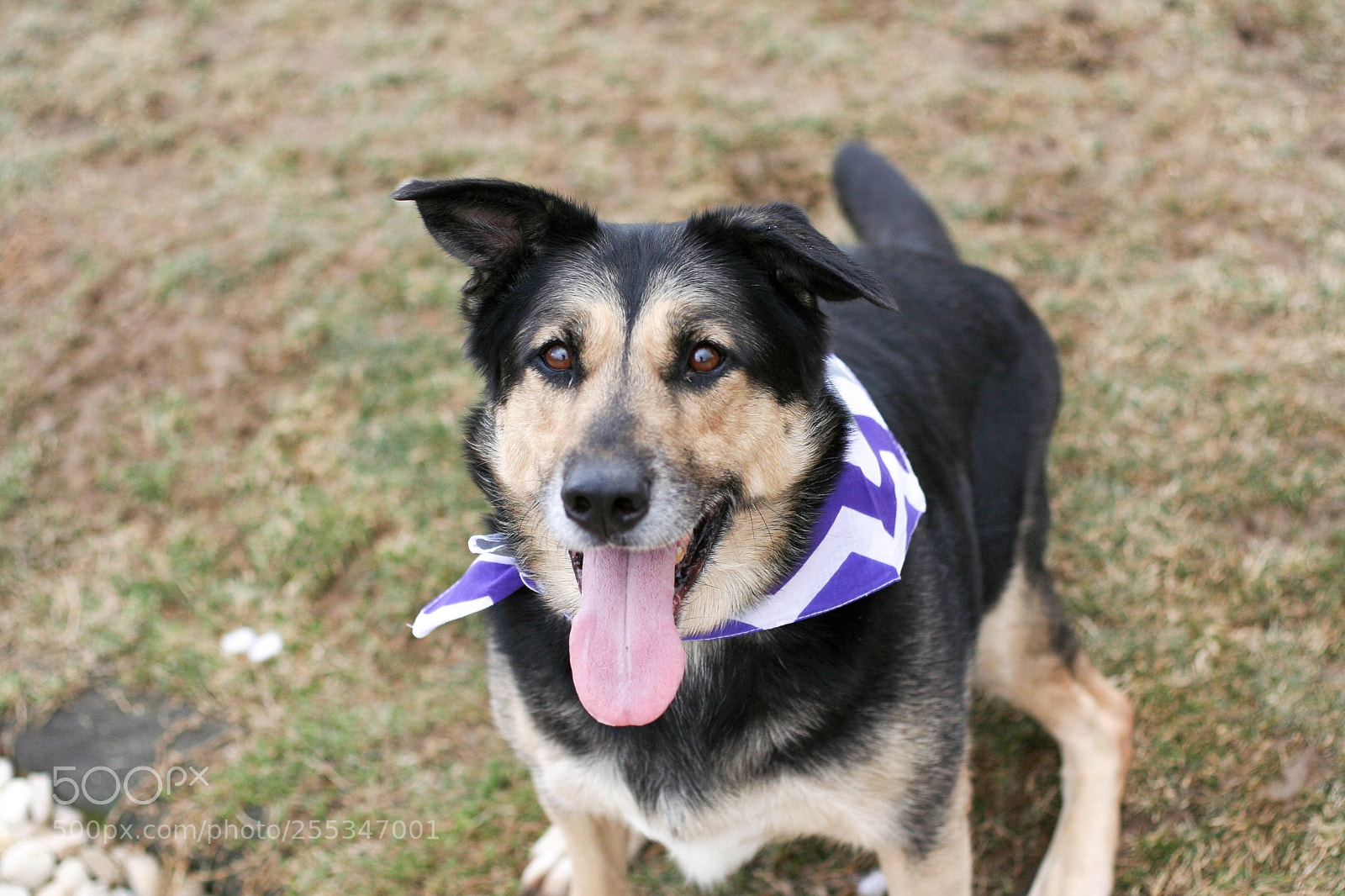 Canon EOS 350D (EOS Digital Rebel XT / EOS Kiss Digital N) sample photo. Shelter dogs photography