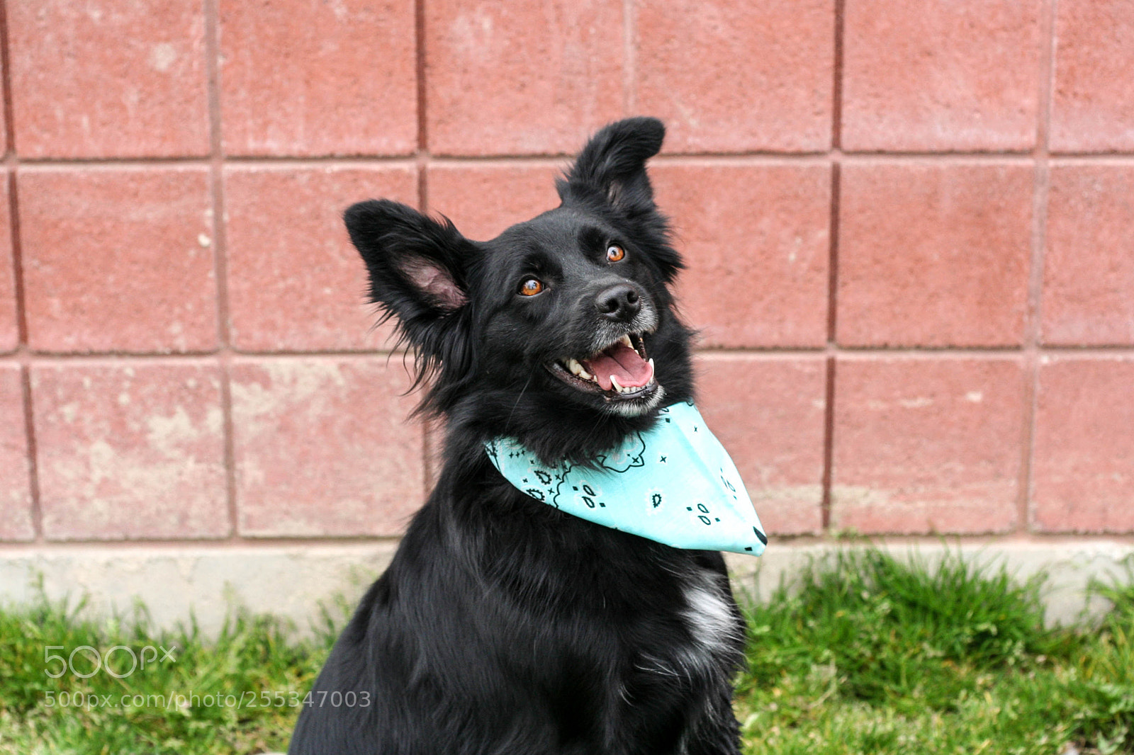Canon EOS 350D (EOS Digital Rebel XT / EOS Kiss Digital N) sample photo. Shelter dogs photography