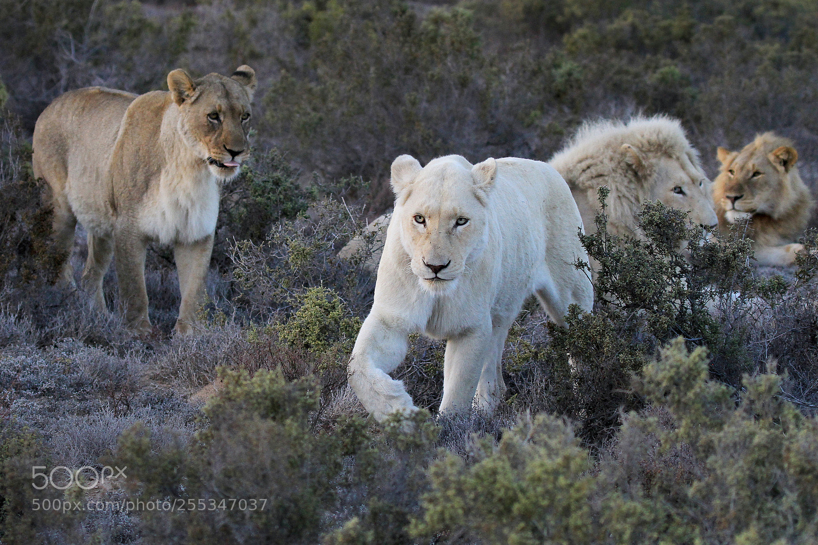 Canon EOS 7D sample photo. Lions photography