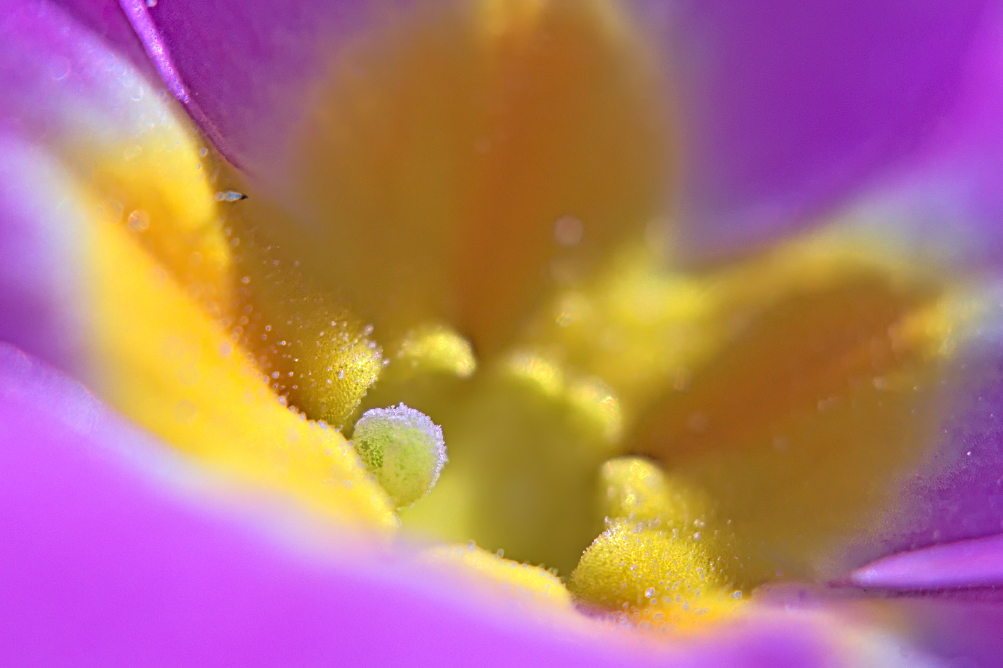 Canon EF-S 60mm F2.8 Macro USM sample photo. Coeur de fleur photography