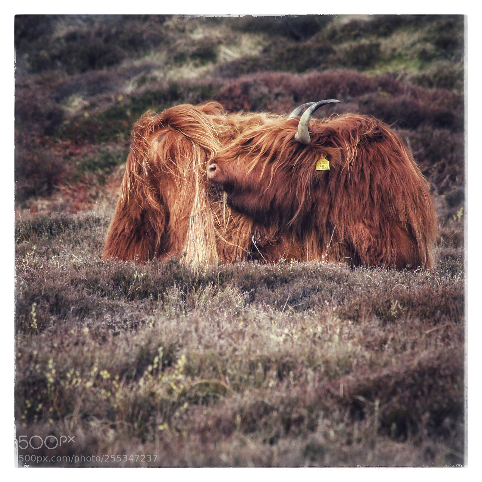 Canon EOS 600D (Rebel EOS T3i / EOS Kiss X5) sample photo. Schottisches hochlandrind photography