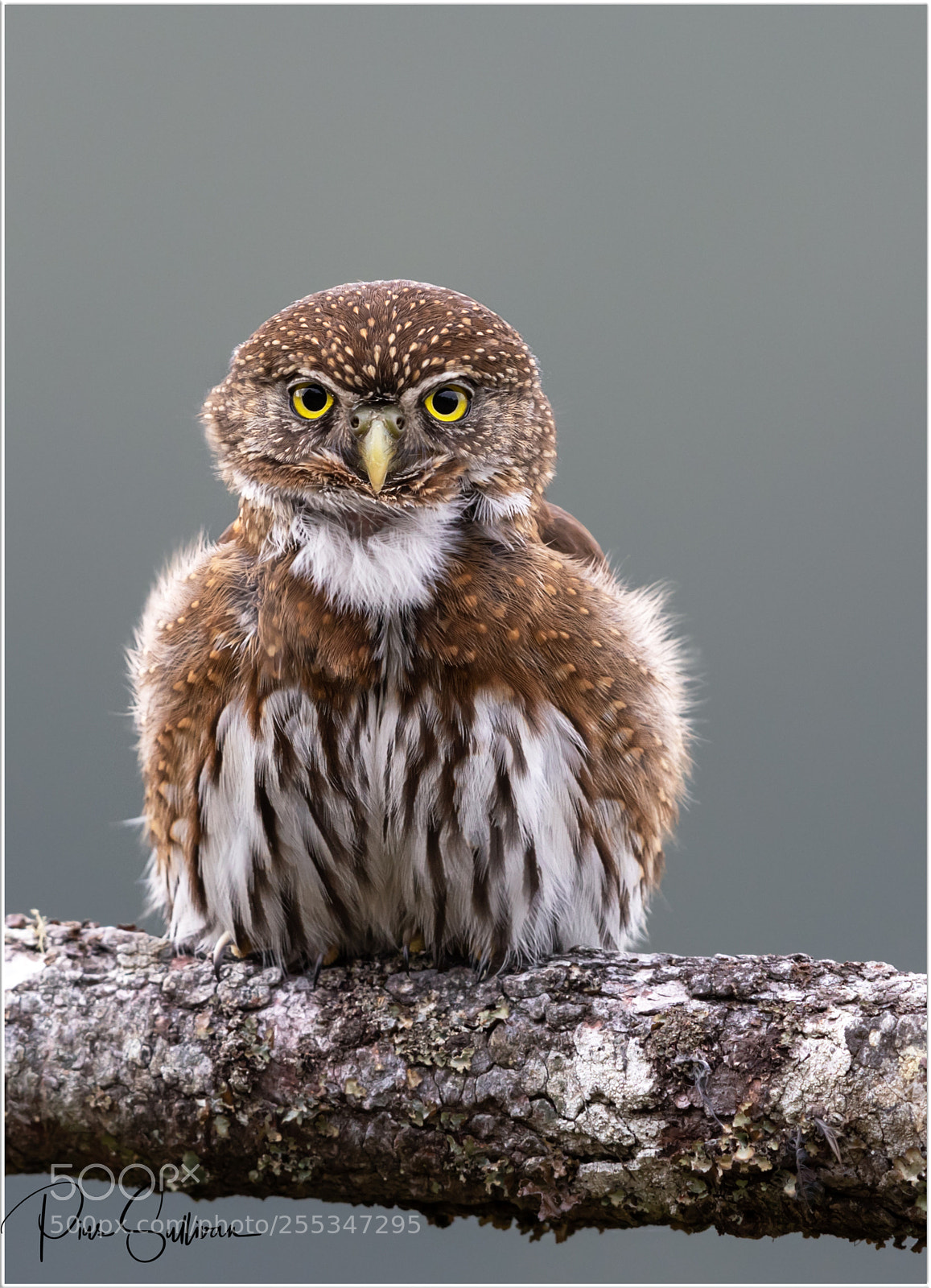 Canon EOS-1D X Mark II sample photo. Northern pygmy owl photography