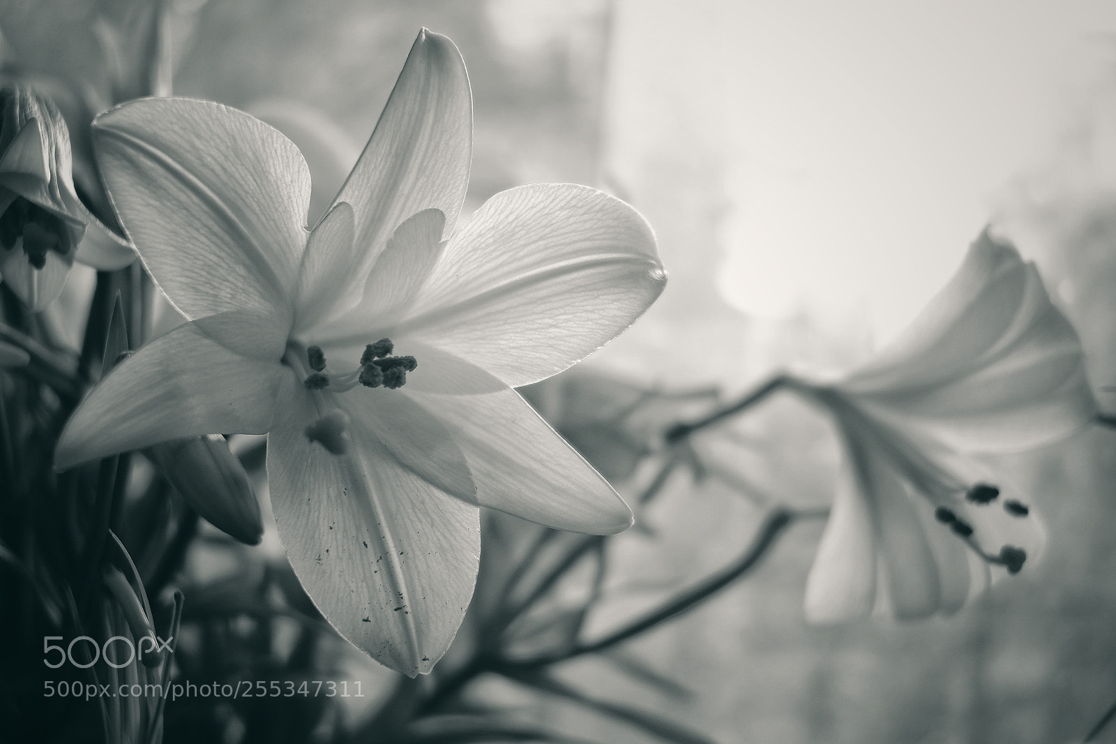 Fujifilm X-E1 sample photo. Morning times photography