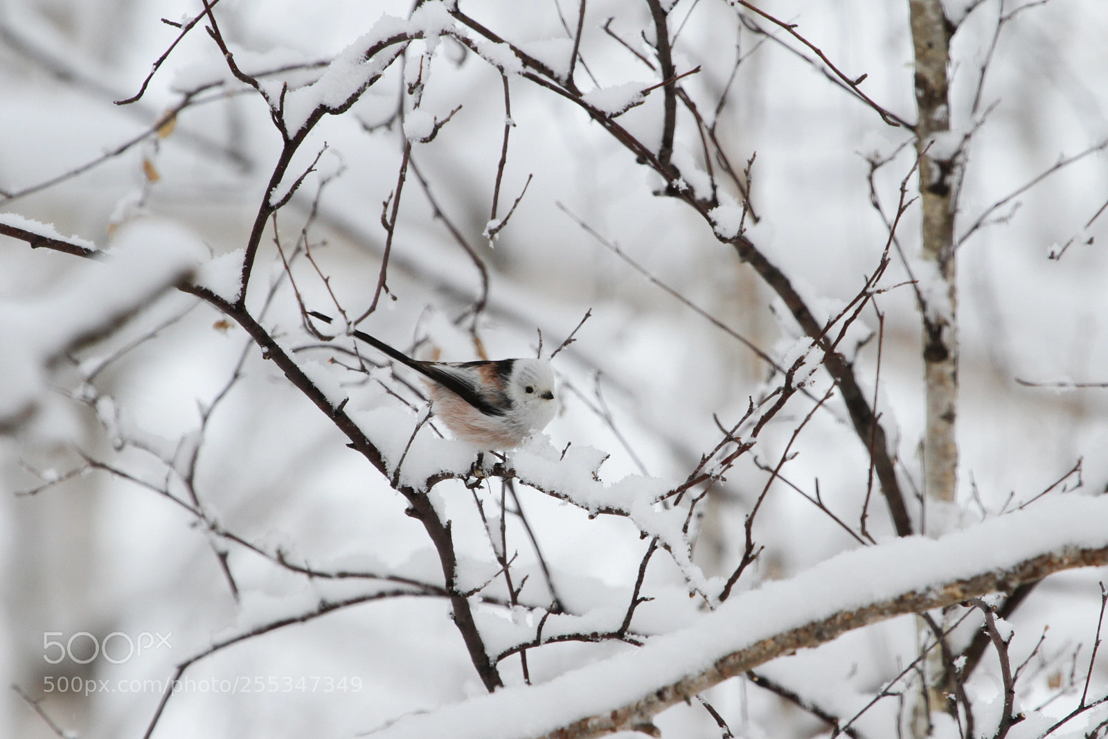 Canon EOS 7D sample photo. Winter camouflage photography