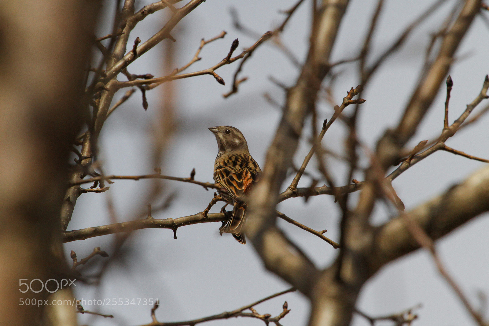 Canon EOS 7D sample photo. Spring camouflage photography