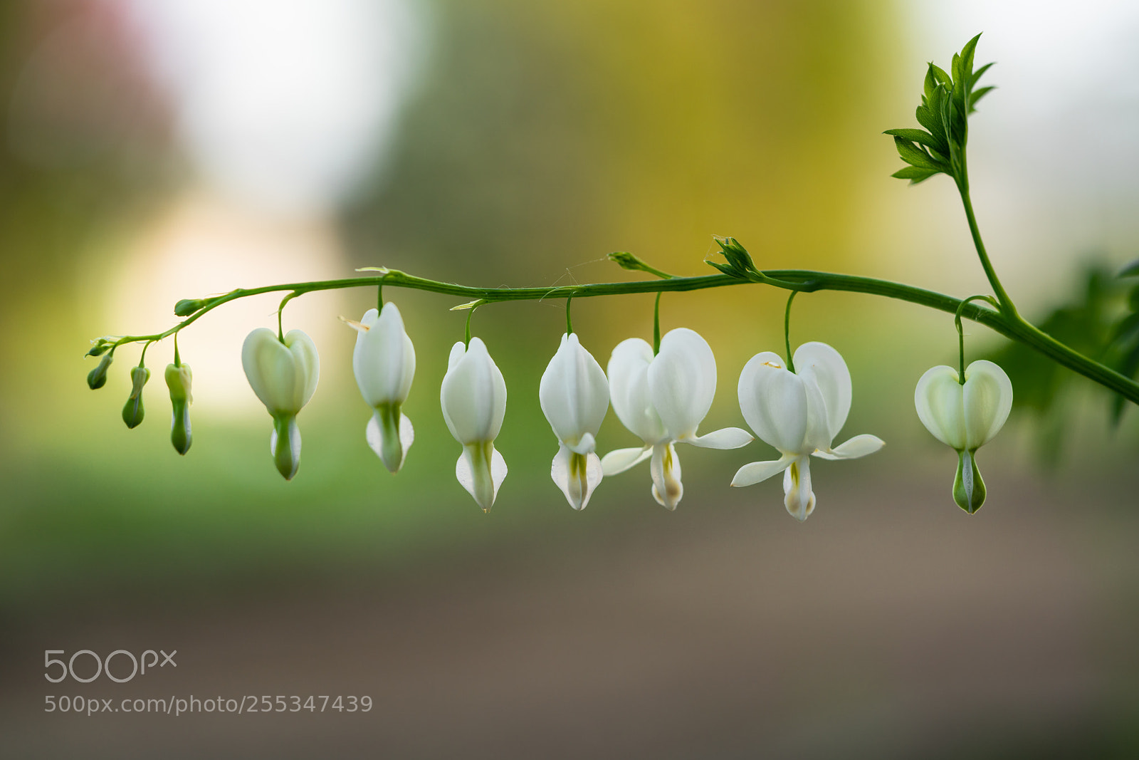 Sony a7R II sample photo. Row photography