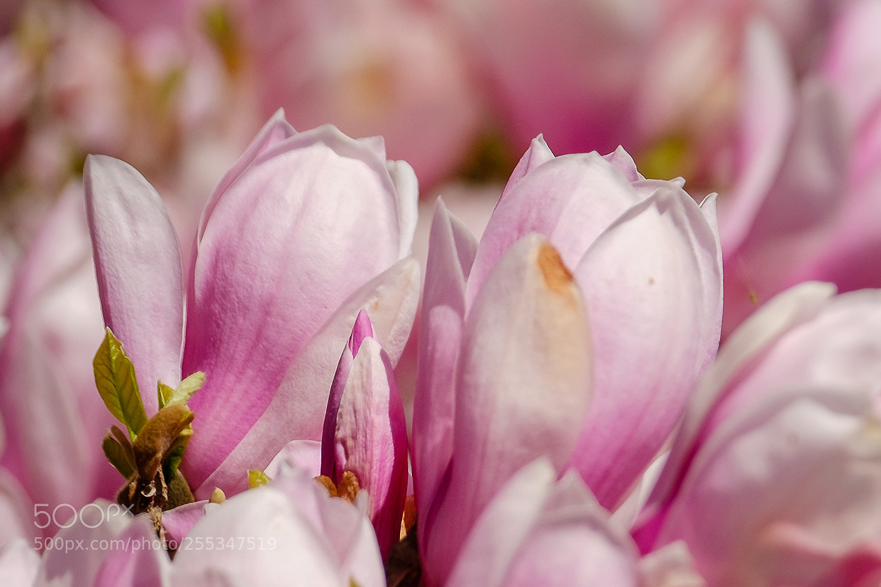 Fujifilm X-T2 sample photo. Blüten in rosarot photography