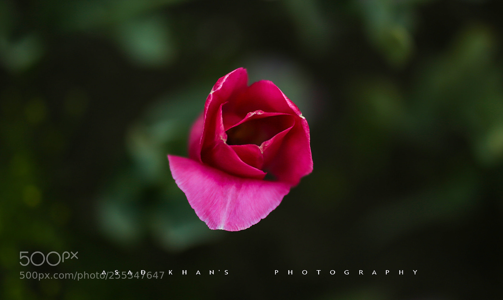 Canon EOS 6D sample photo. Exposed pink rose photography