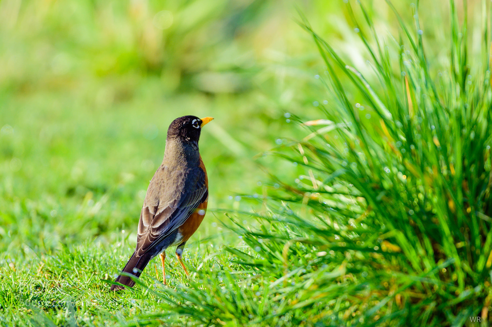 Nikon D7200 sample photo. American robin photography
