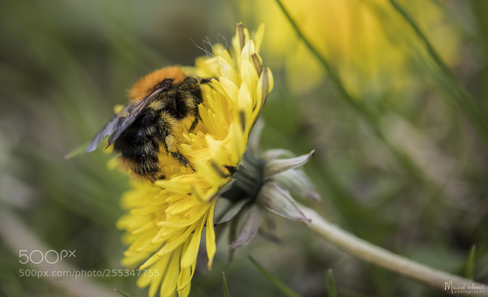 Canon EOS 5D Mark IV sample photo. Bourdon photography