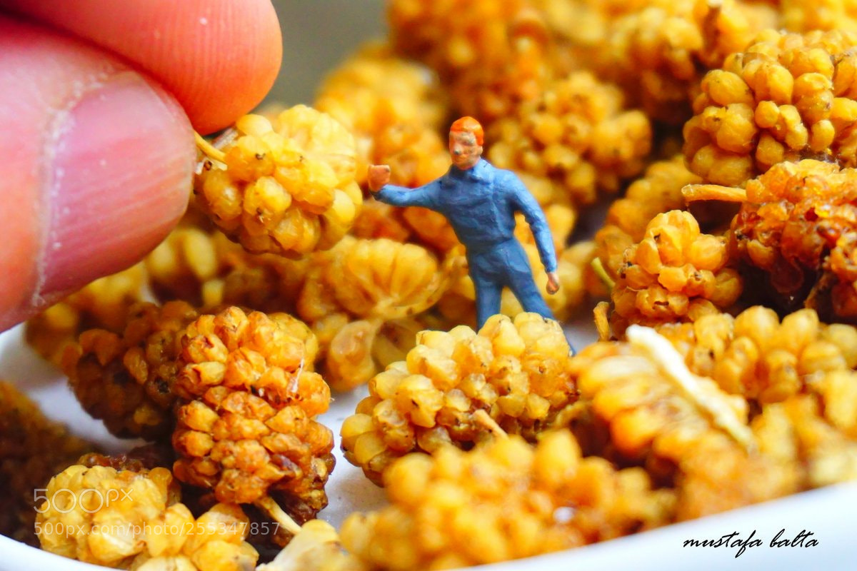 Sony a6000 sample photo. Minicix life "dried mulberry " photography