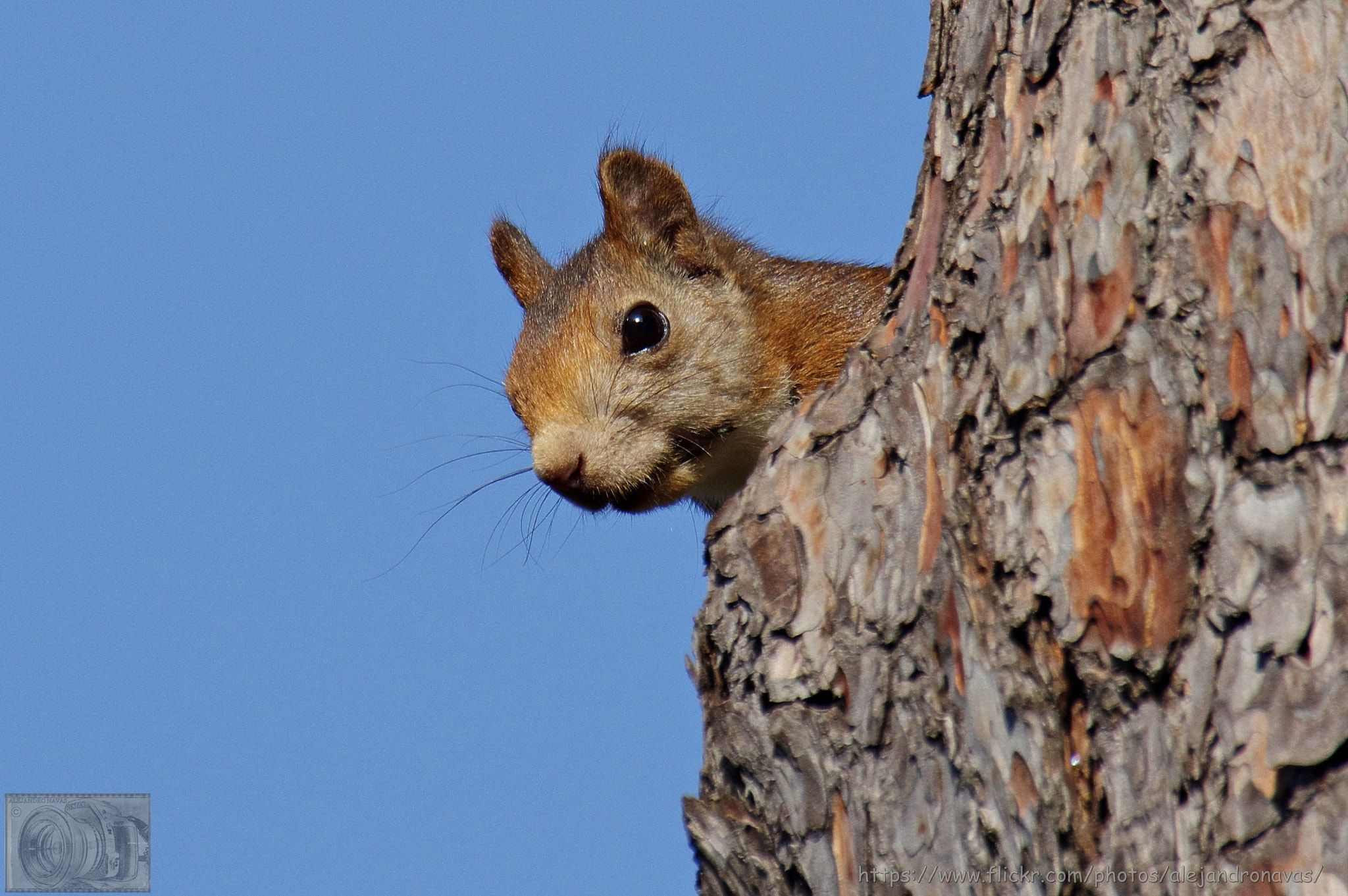 Sigma 50-500mm F4.5-6.3 DG OS HSM sample photo. Curiosa photography