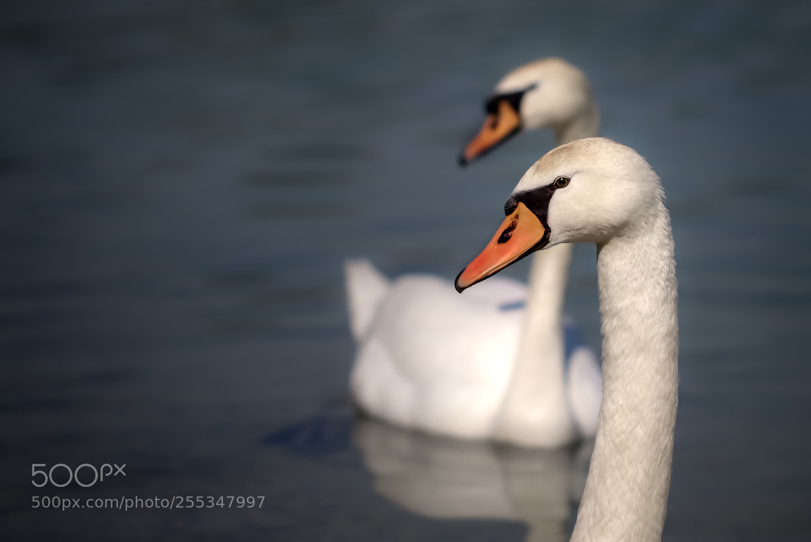 Canon EOS 80D sample photo. Swan dance photography