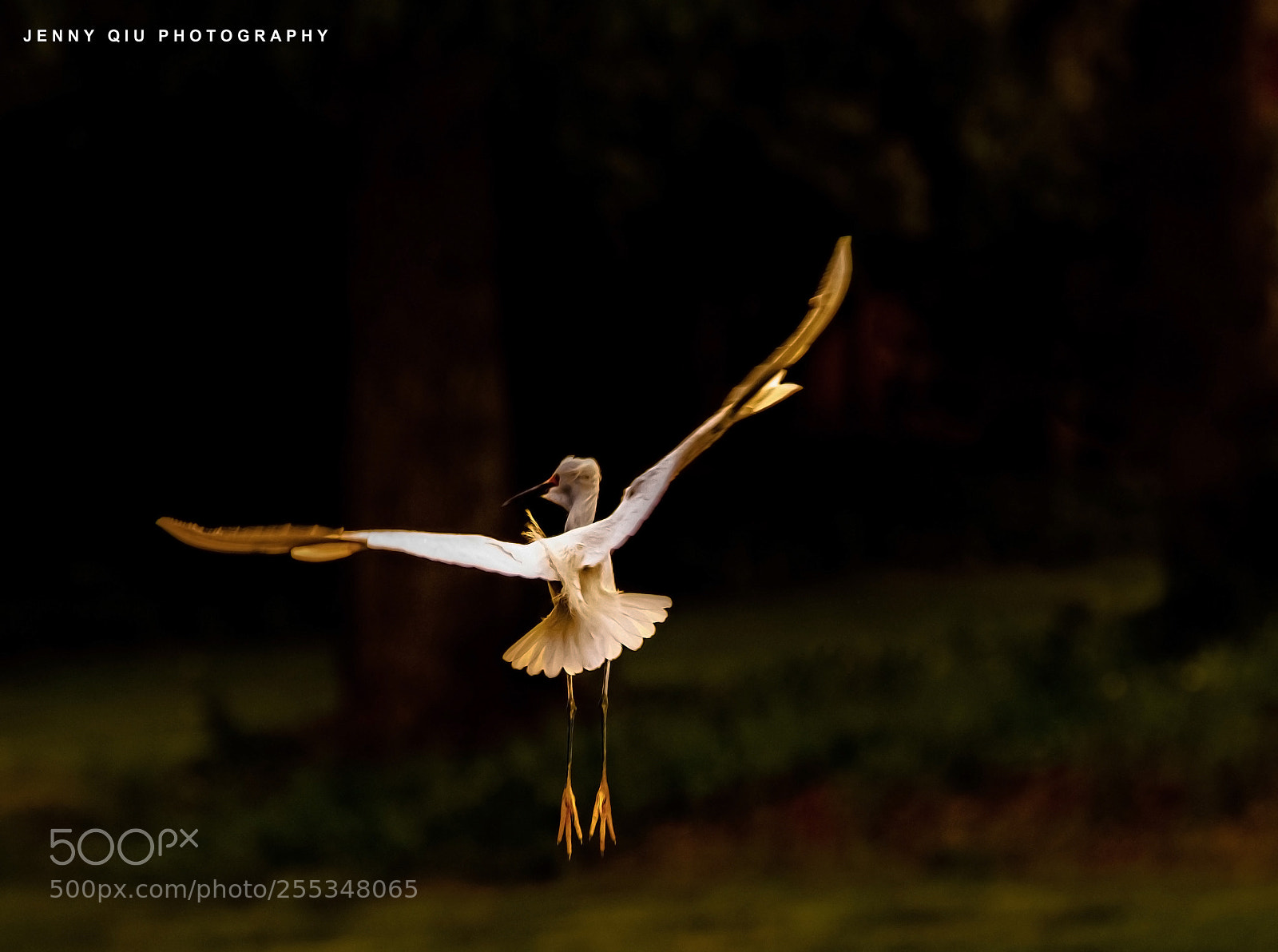 Canon EOS 5D Mark IV sample photo. Ballerina photography