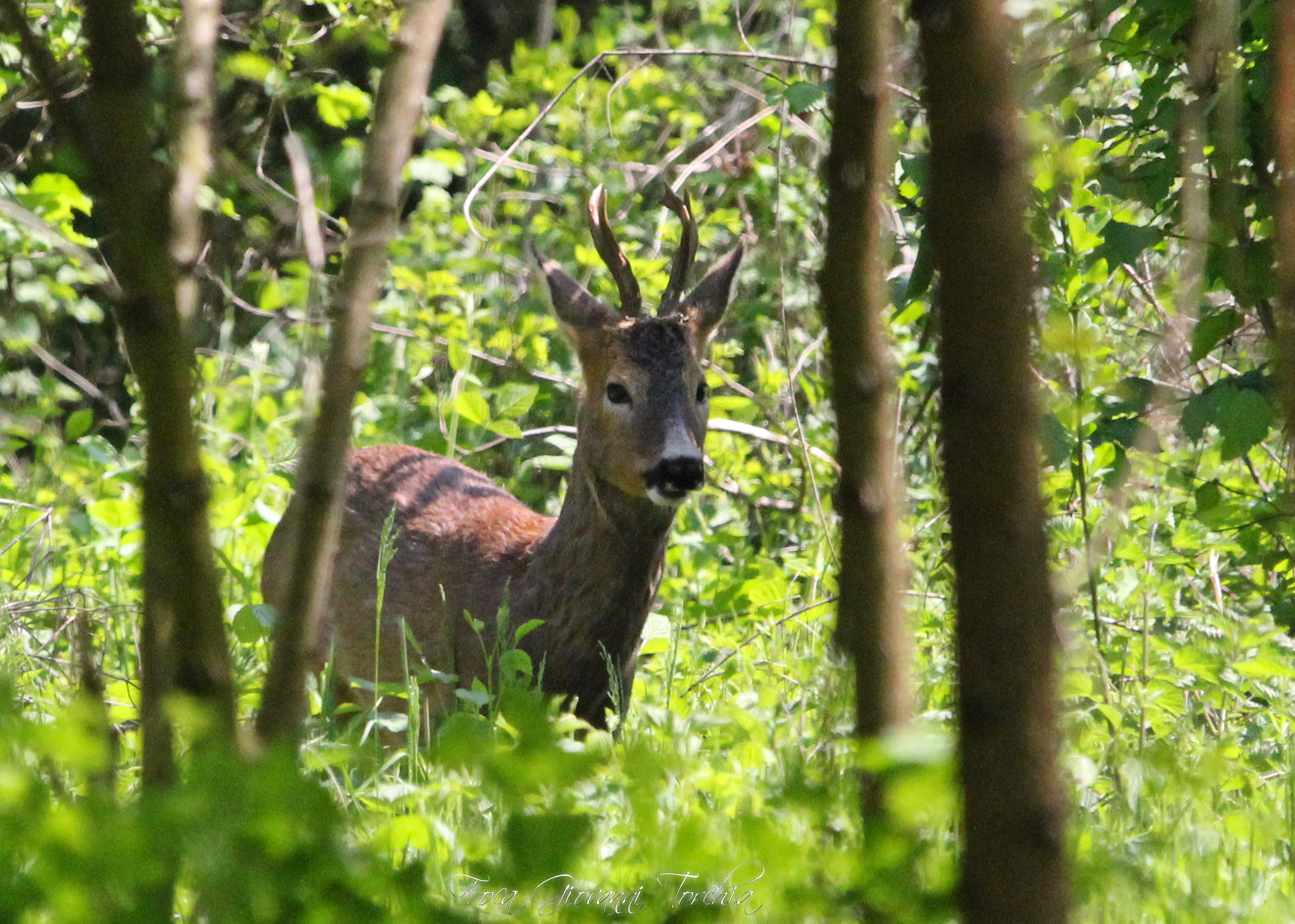 Sigma 150-600mm F5-6.3 DG OS HSM | C sample photo. Capreolus capreolus photography