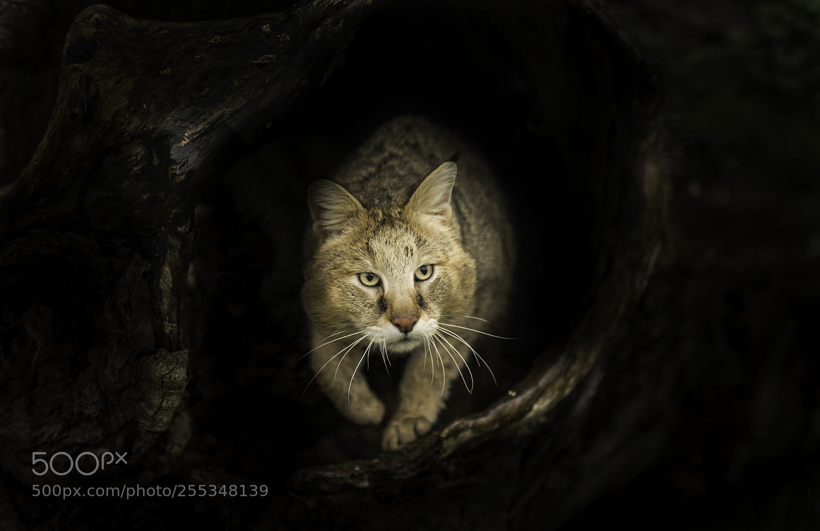 Nikon D5 sample photo. Jungle cat photography