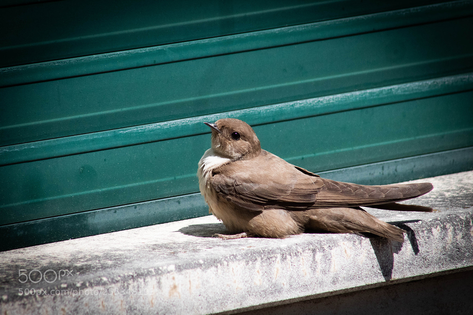 Canon EOS 1300D (EOS Rebel T6 / EOS Kiss X80) sample photo. Swallow photography