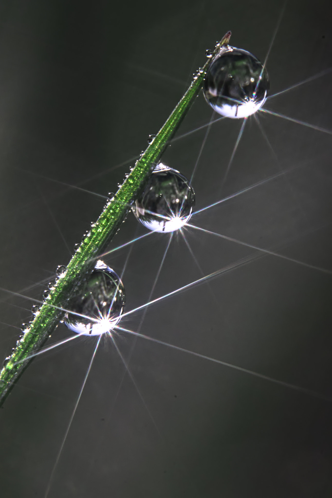 Canon EF-S 60mm F2.8 Macro USM sample photo. Rosée matinale photography
