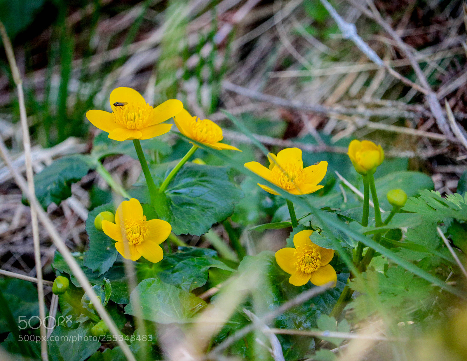 Canon EOS 750D (EOS Rebel T6i / EOS Kiss X8i) sample photo. Ein nest mit sumpfdotterblumen... photography