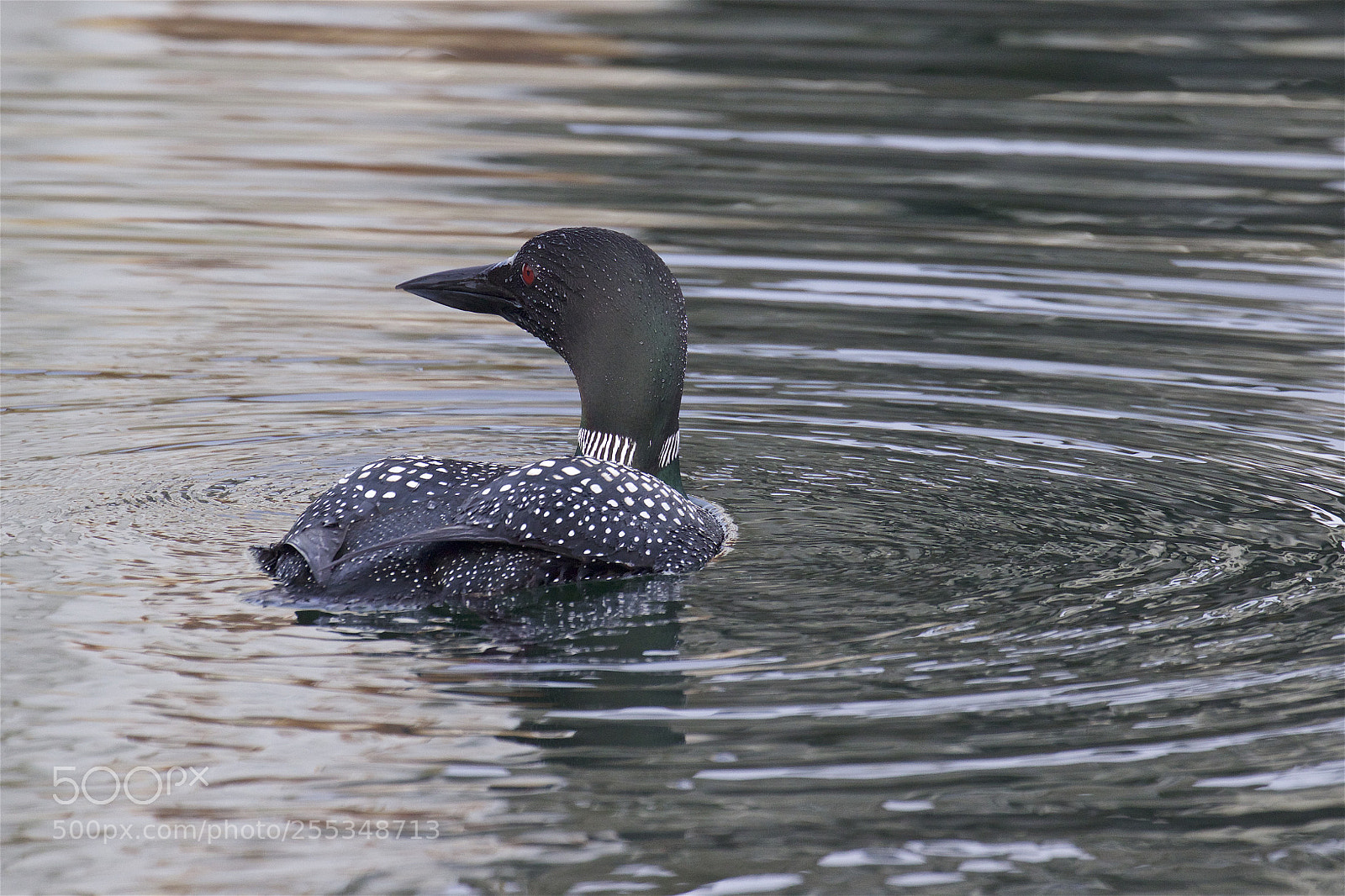 Canon EOS 7D Mark II sample photo. A common loon photography