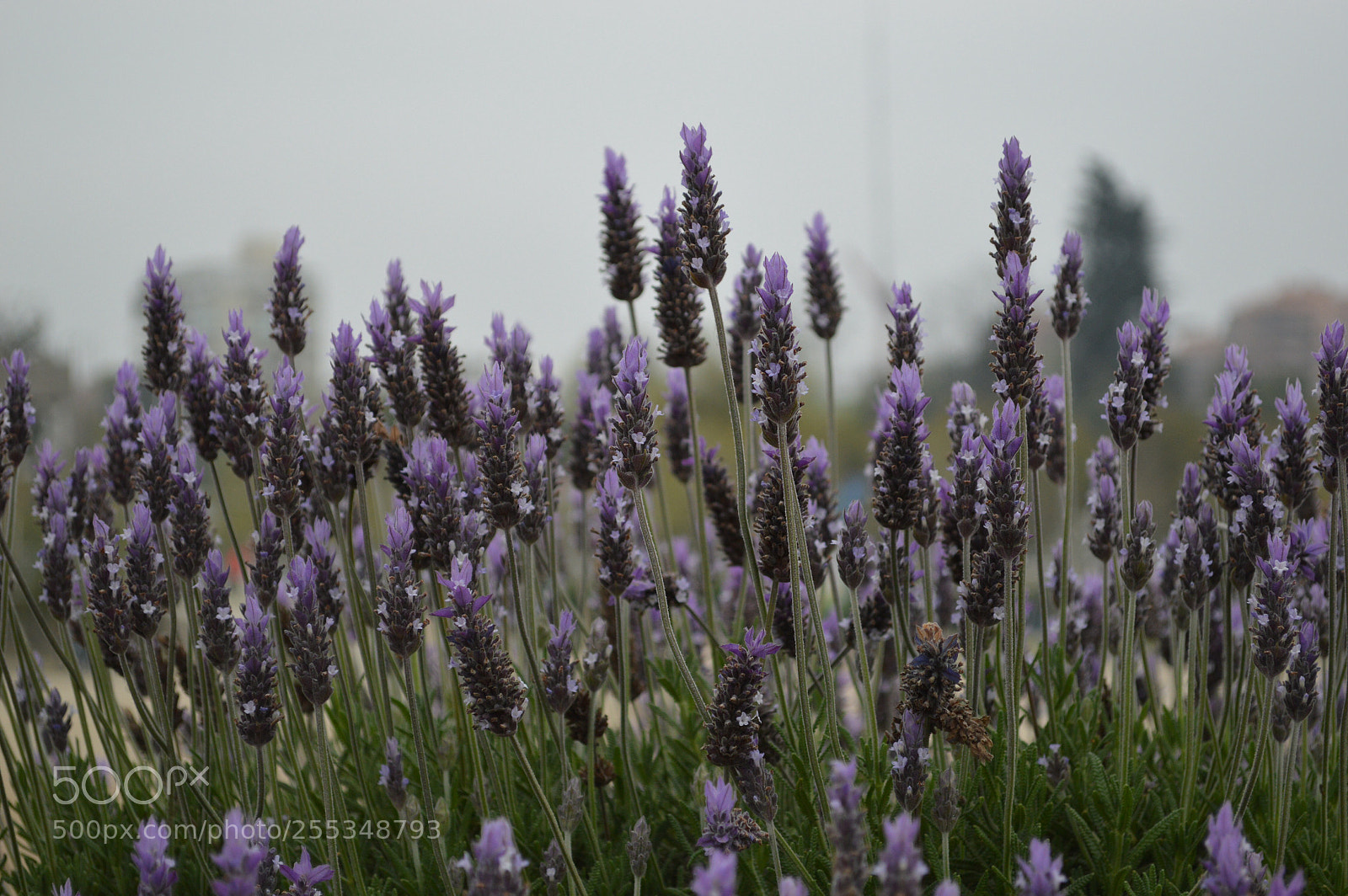 Nikon D3200 sample photo. Lavanda. photography