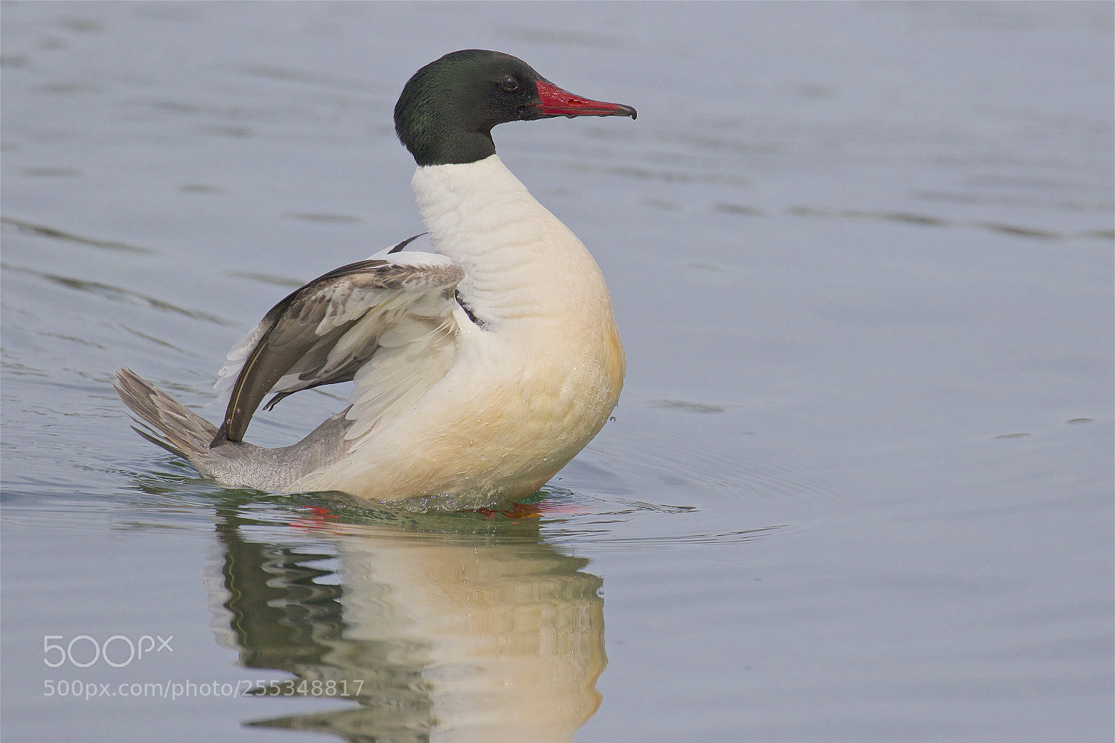 Canon EOS 7D Mark II sample photo. A male merganser photography