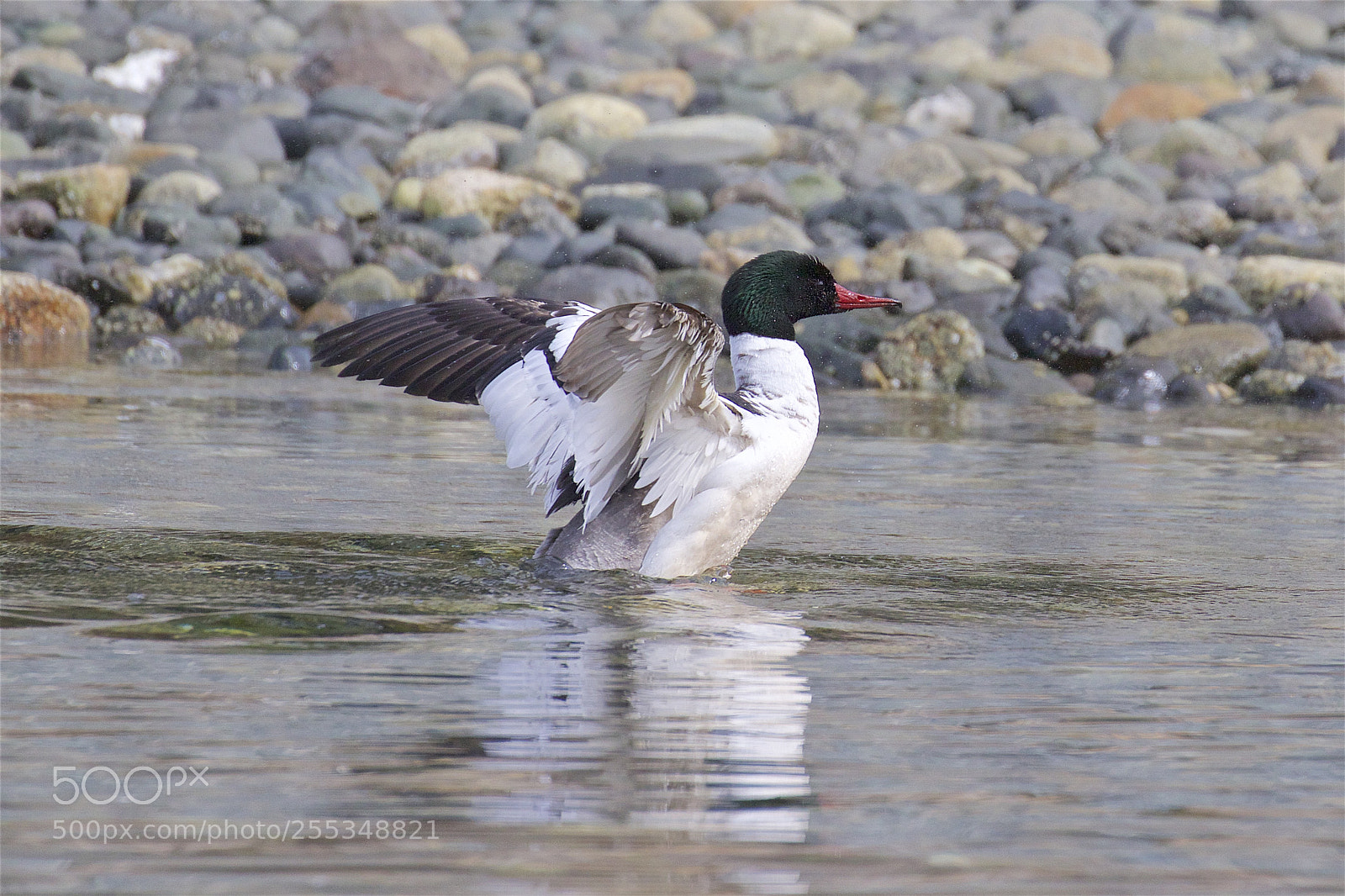 Canon EOS 7D Mark II sample photo. A merganser drying off photography