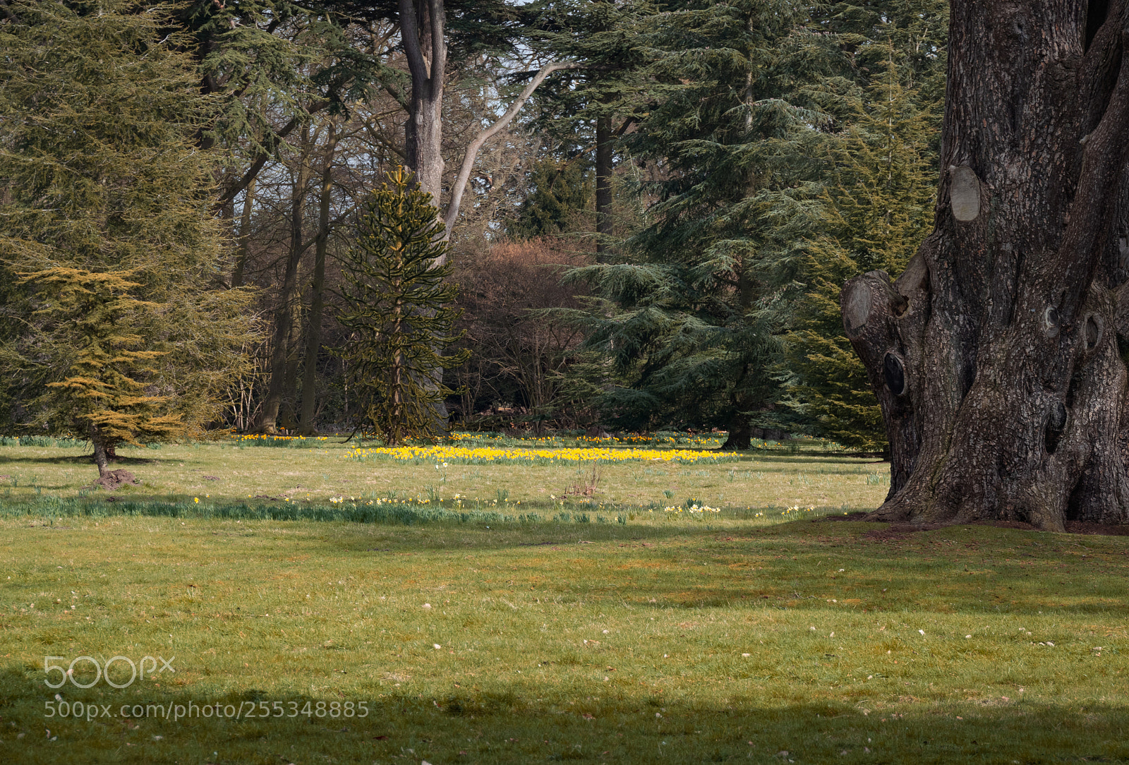 Nikon D5300 sample photo. Ickworth house gardens photography
