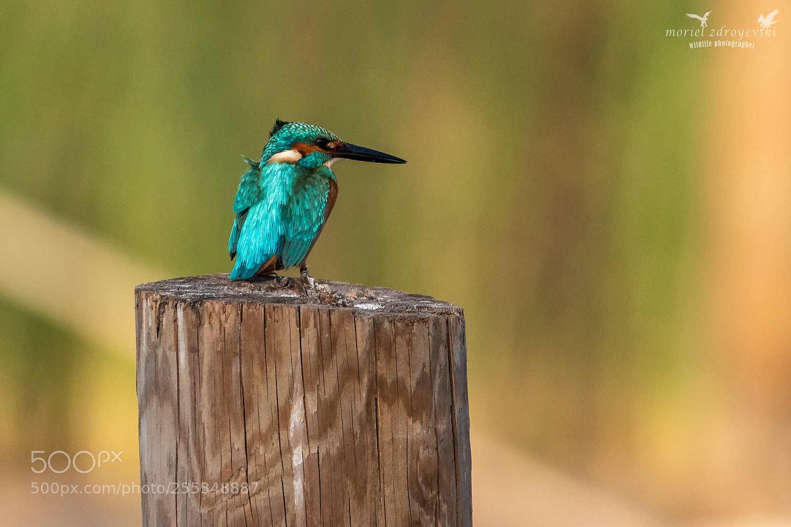 Nikon D5500 sample photo. Common kingfisher photography