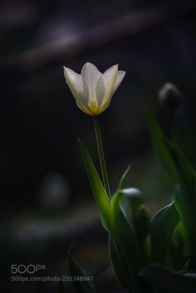 Nikon D600 sample photo. НЛО photography