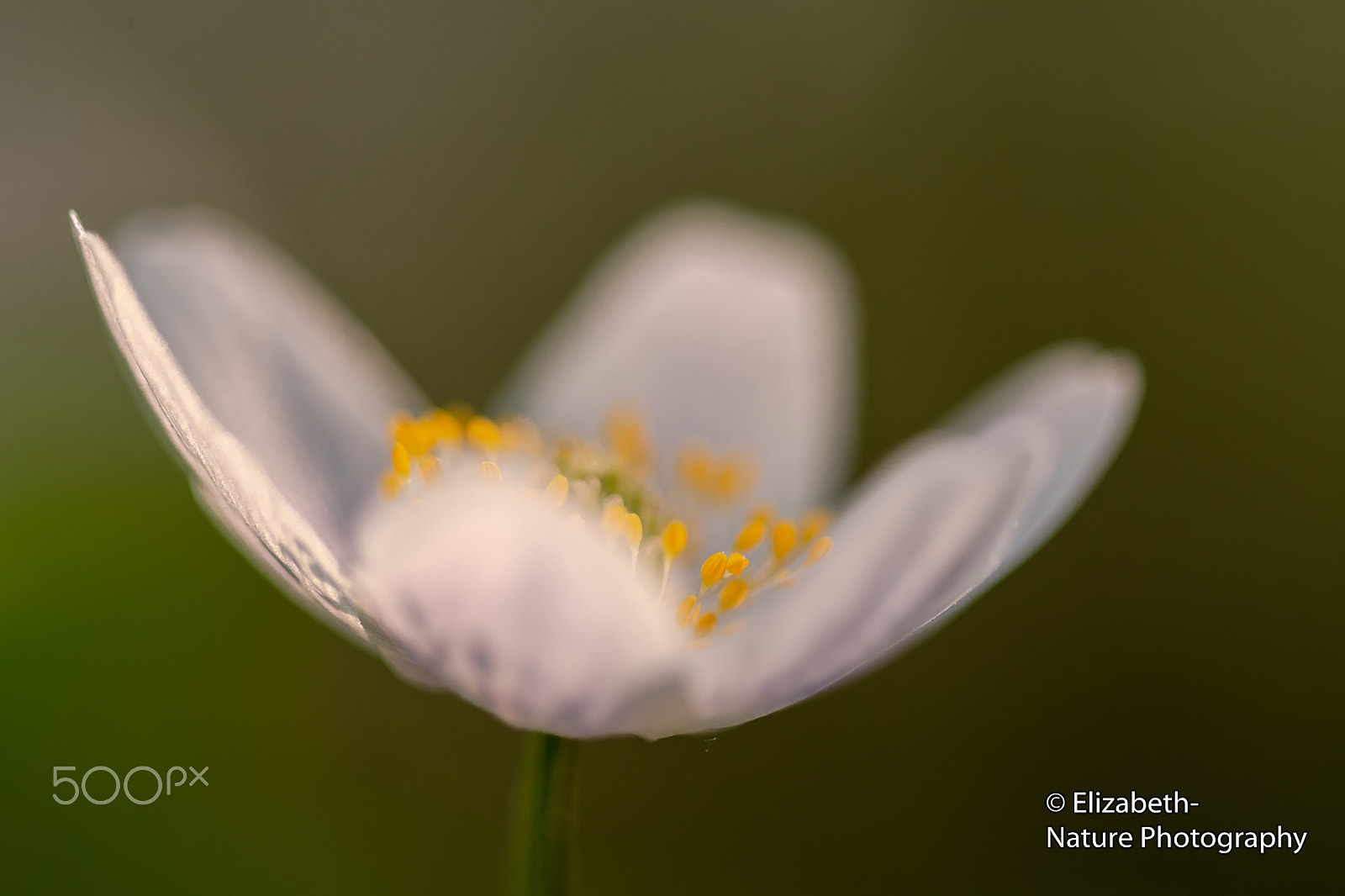 Nikon D500 + Sigma 105mm F2.8 EX DG OS HSM sample photo. Stamen in focus; wood anemone photography