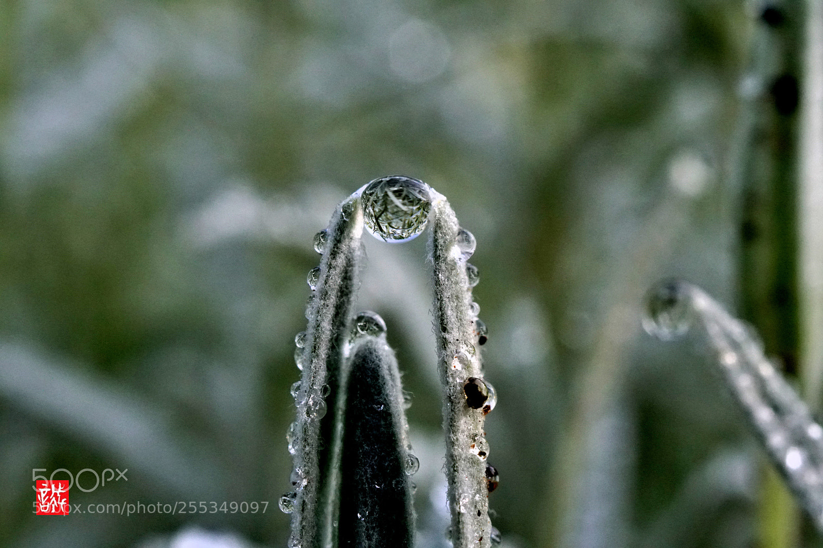 Sony a6500 sample photo. Morning dew 0426 photography